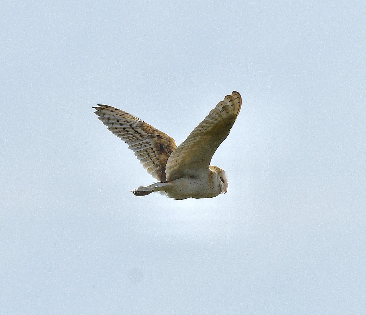 American Barn Owl - ML641325198