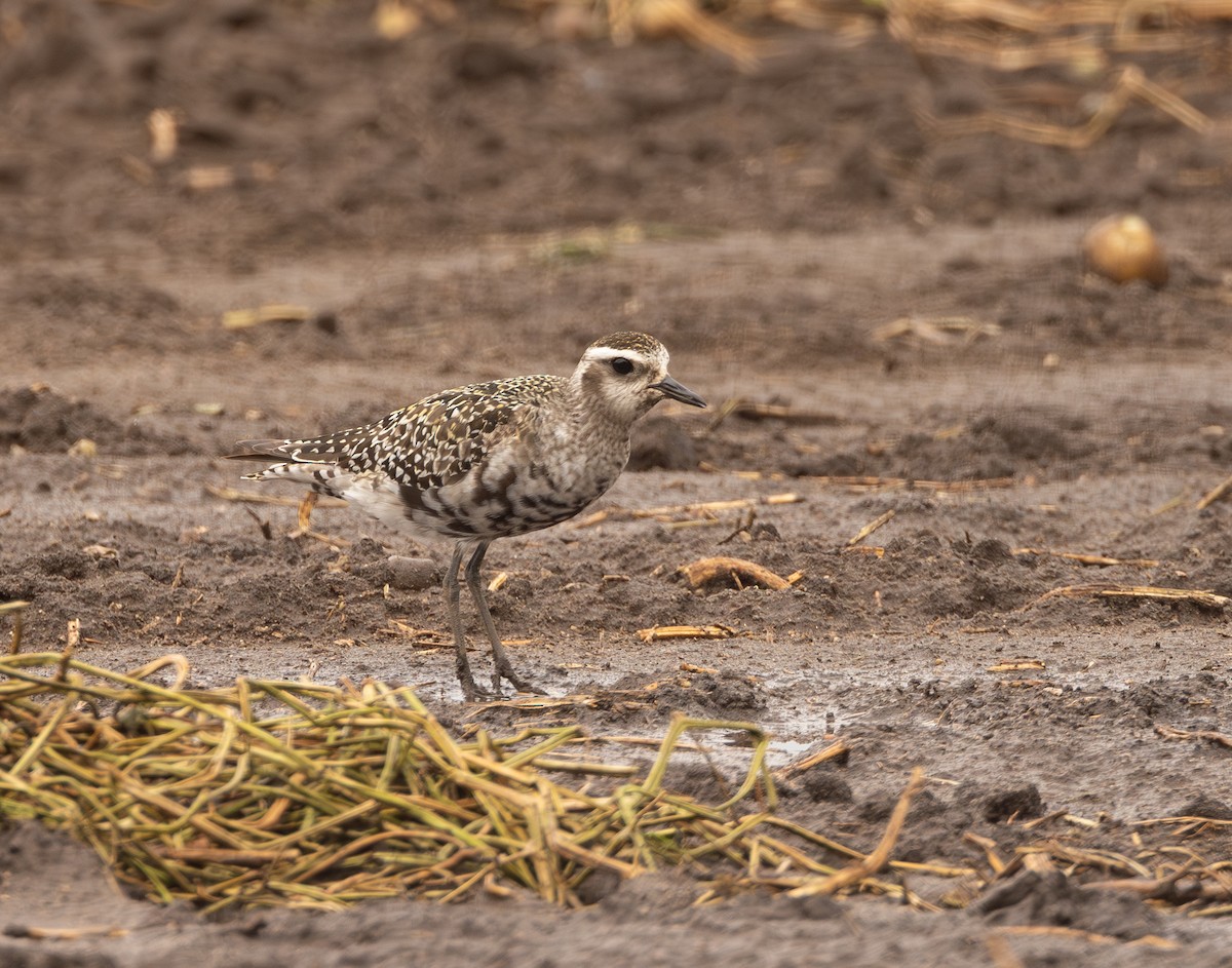 American Golden-Plover - ML641325199