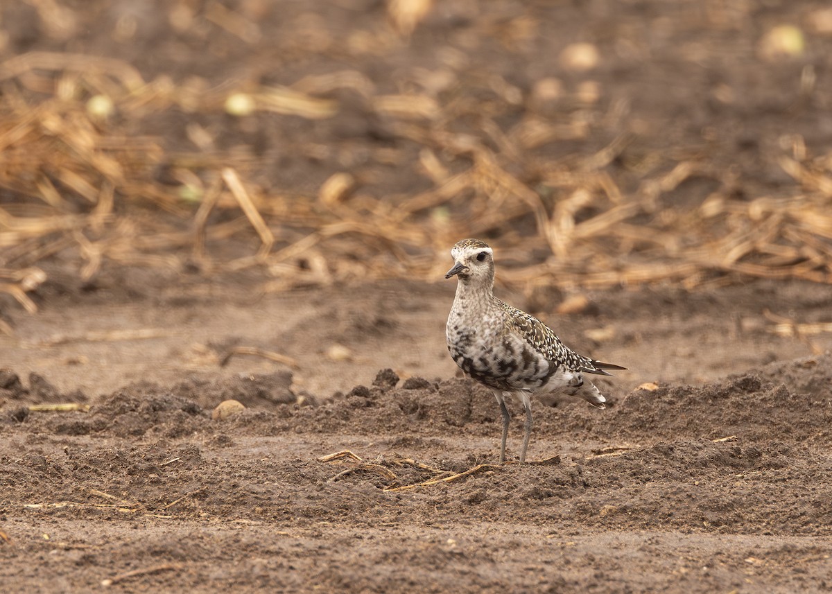 American Golden-Plover - ML641325205