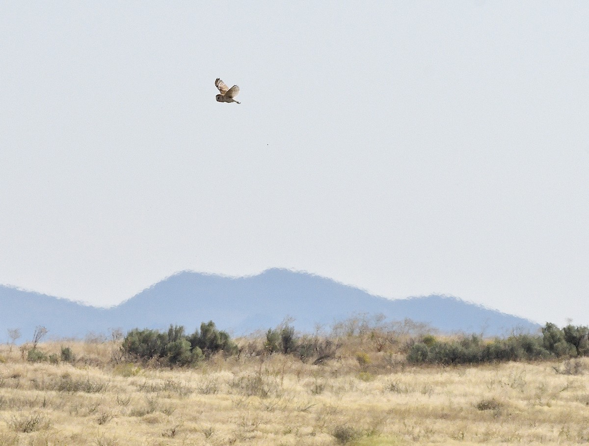American Barn Owl - ML641325207