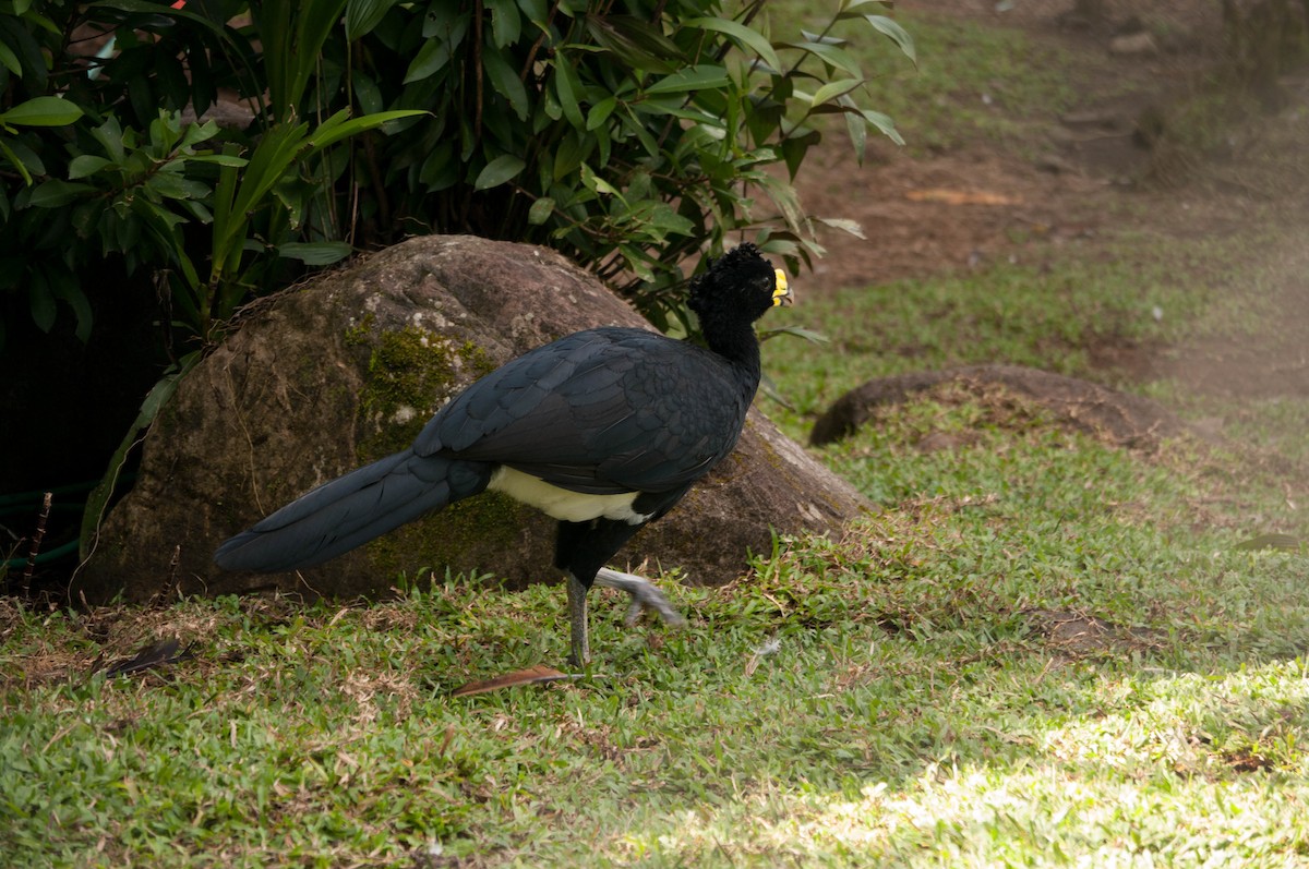 Great Curassow - ML641325208