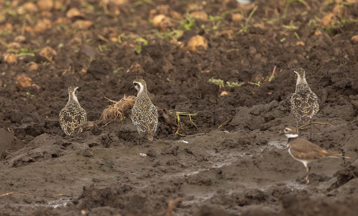 American Golden-Plover - ML641325220