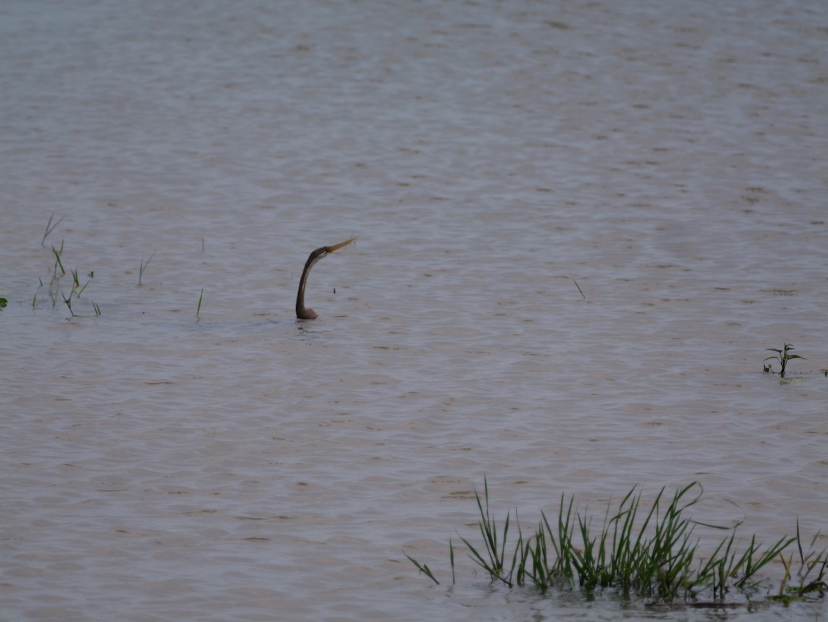 Oriental Darter - ML641325221