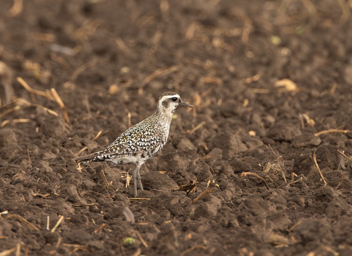 American Golden-Plover - ML641325223