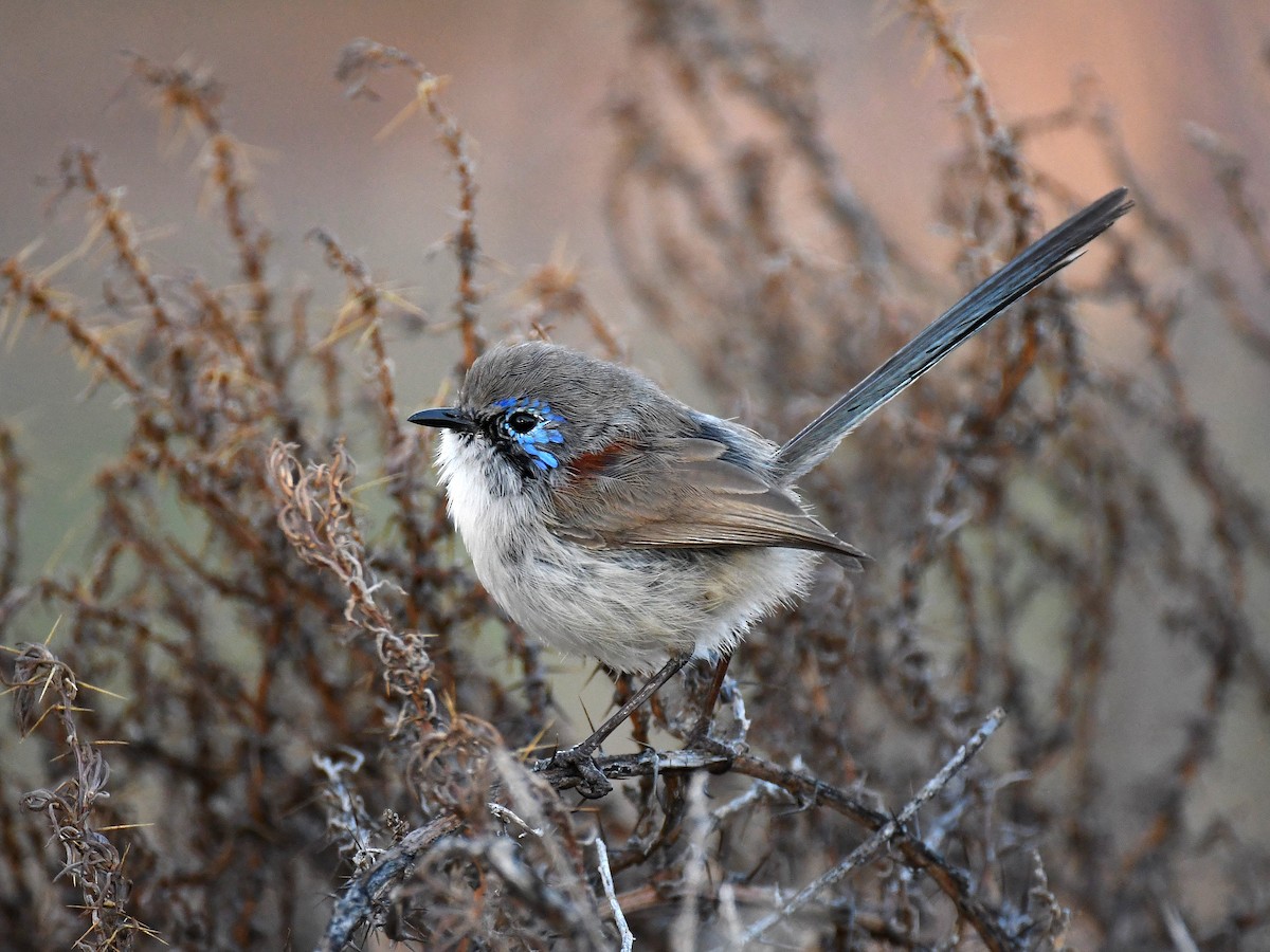 Purple-backed Fairywren - ML641325236