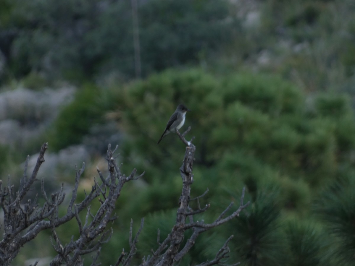 Olive-sided Flycatcher - ML641325237
