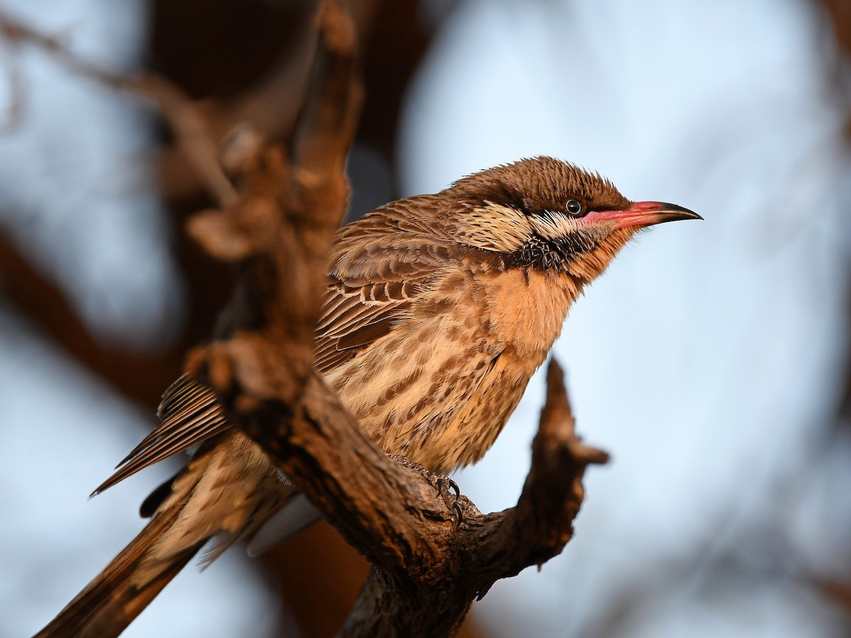 Spiny-cheeked Honeyeater - ML641325245