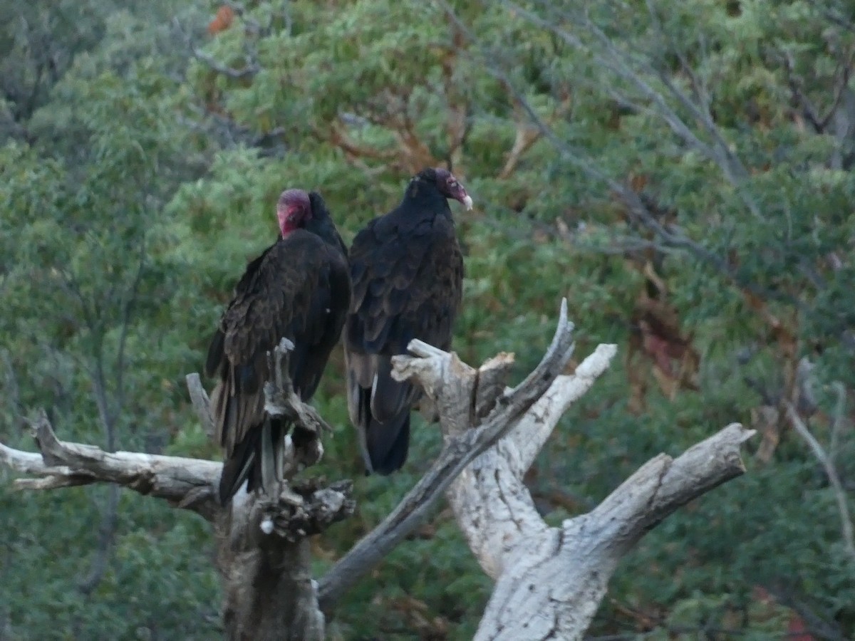 Turkey Vulture - ML641325257