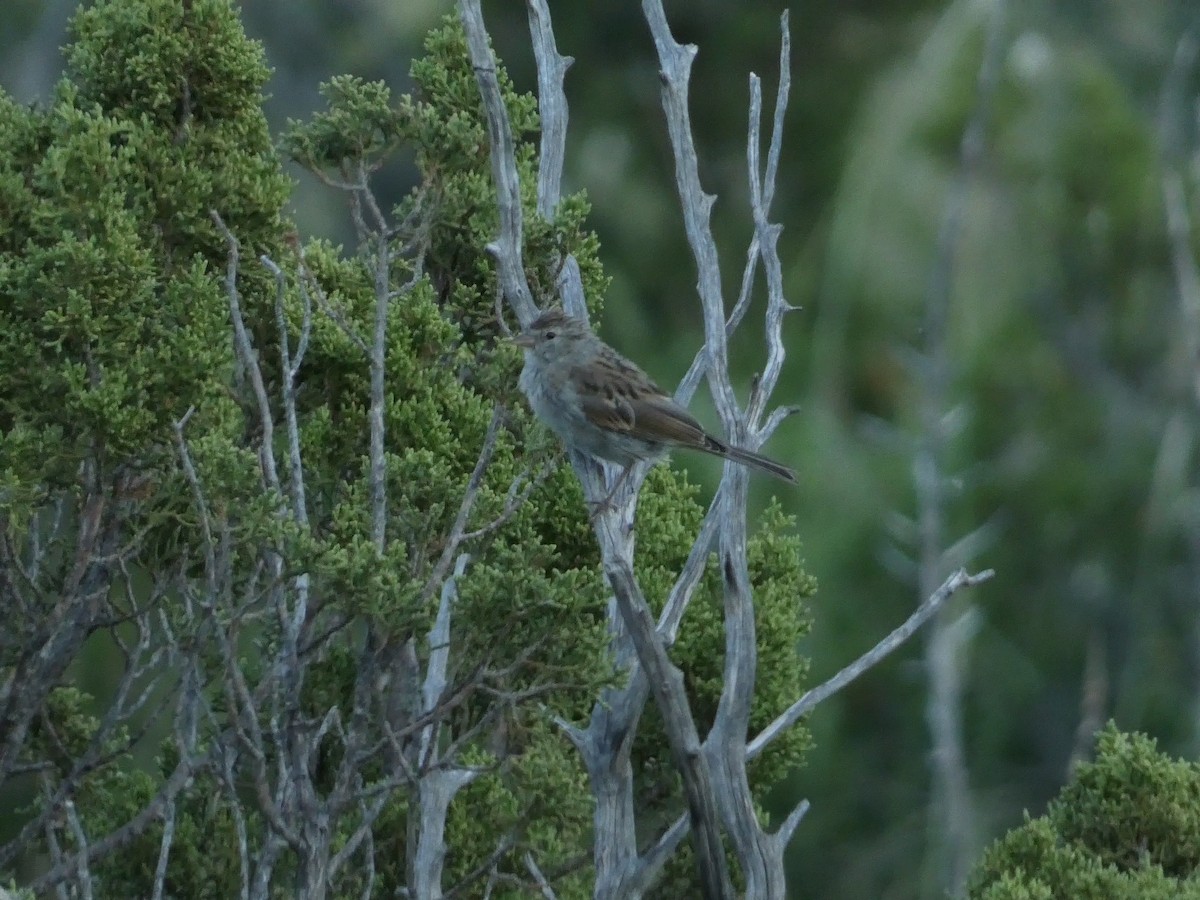 Chipping Sparrow - ML641325266