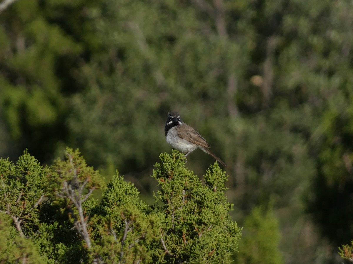 Black-throated Sparrow - ML641325269