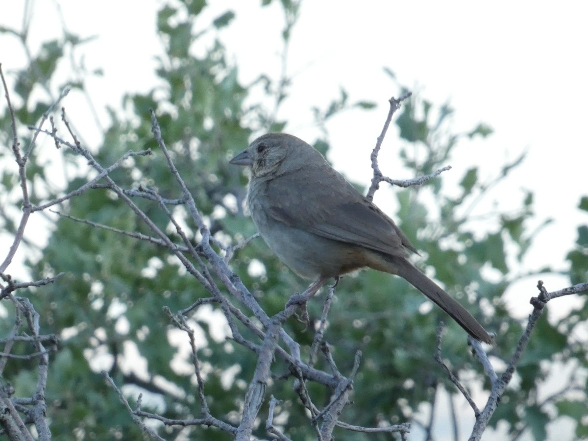 Canyon Towhee - ML641325272