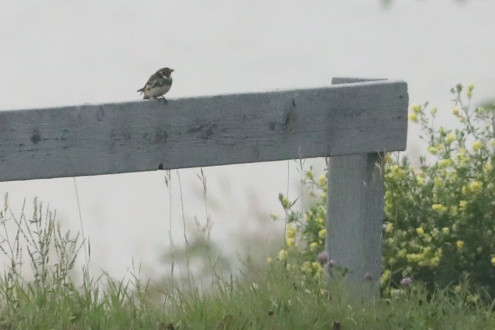Lapland Longspur - ML641325279