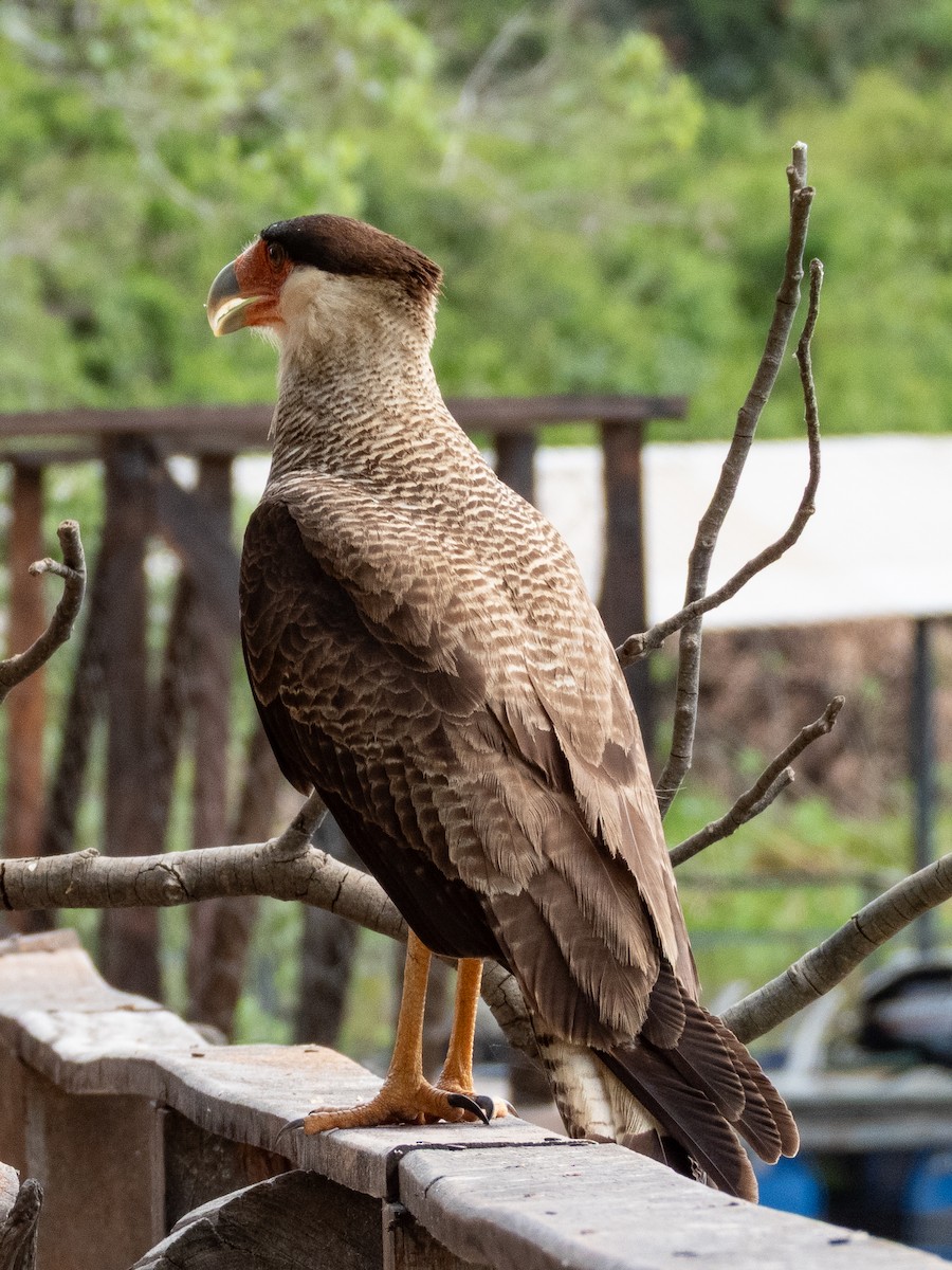 Crested Caracara (Southern) - ML641325303