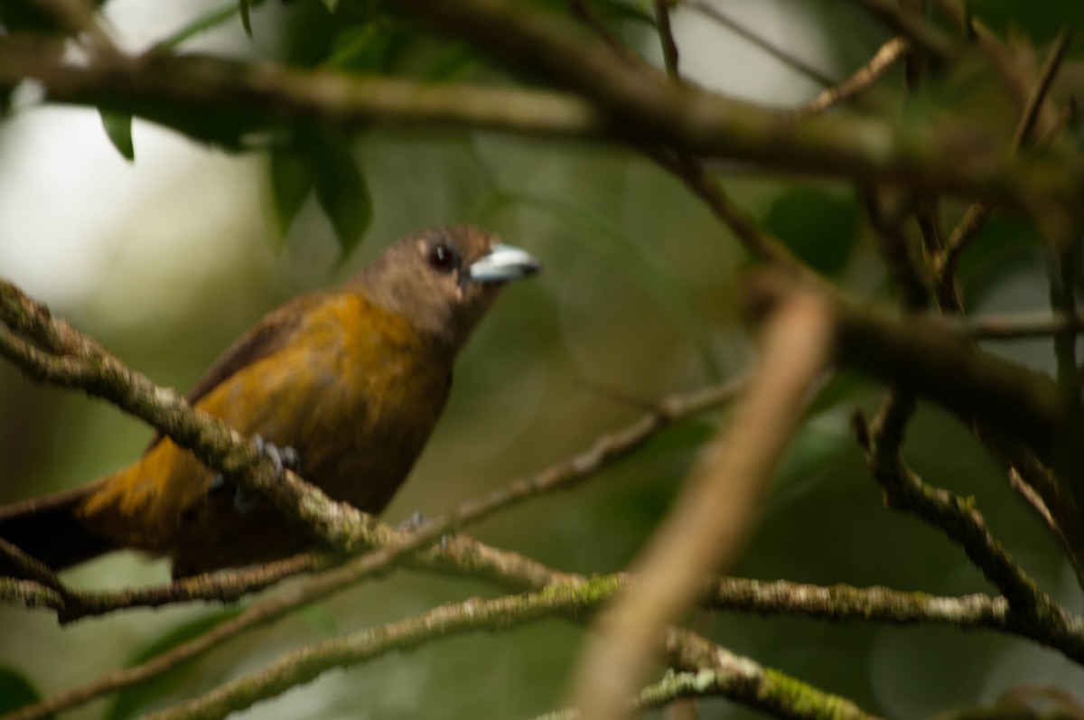 Scarlet-rumped Tanager (Passerini's) - ML641325304