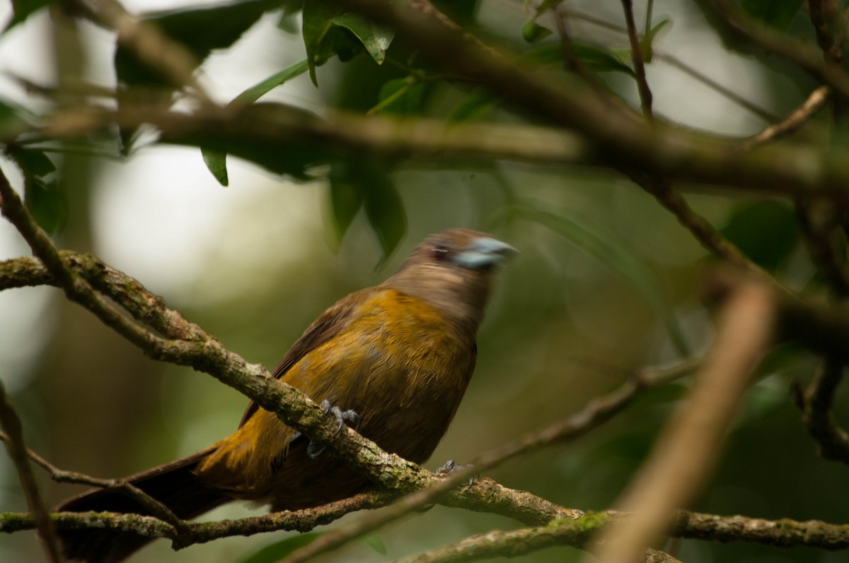 Scarlet-rumped Tanager (Passerini's) - ML641325305