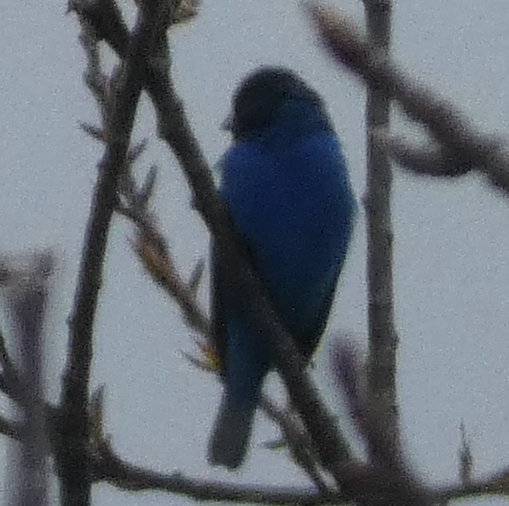 Indigo Bunting - ML641325307