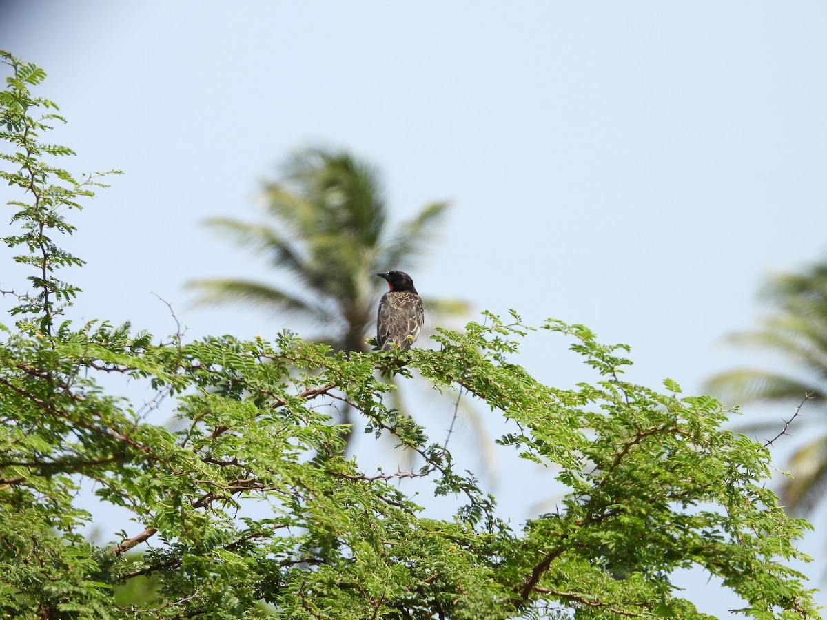 Red-breasted Meadowlark - ML641325331