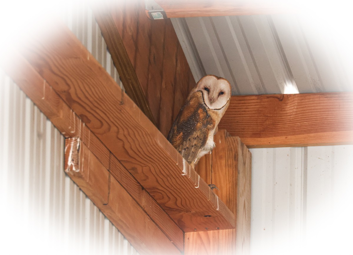 American Barn Owl - ML641325339