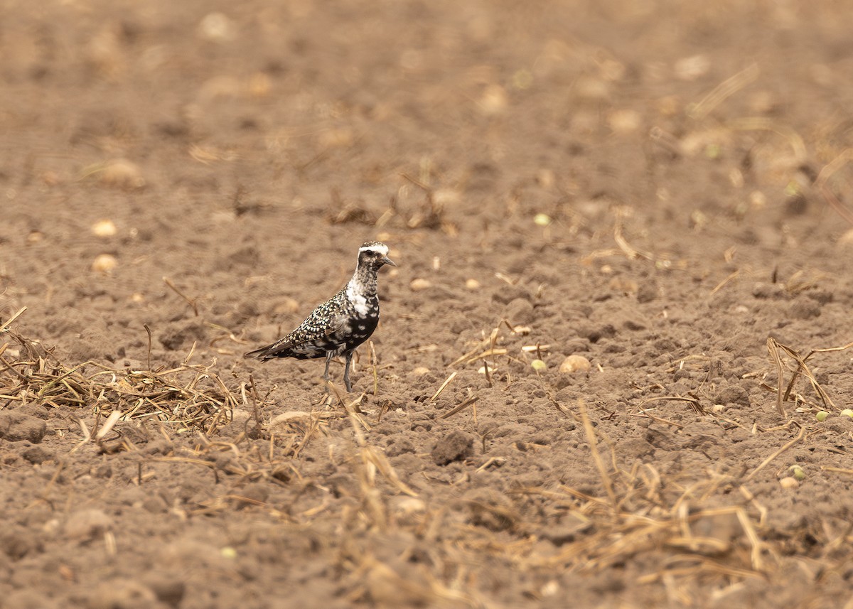 American Golden-Plover - ML641325358
