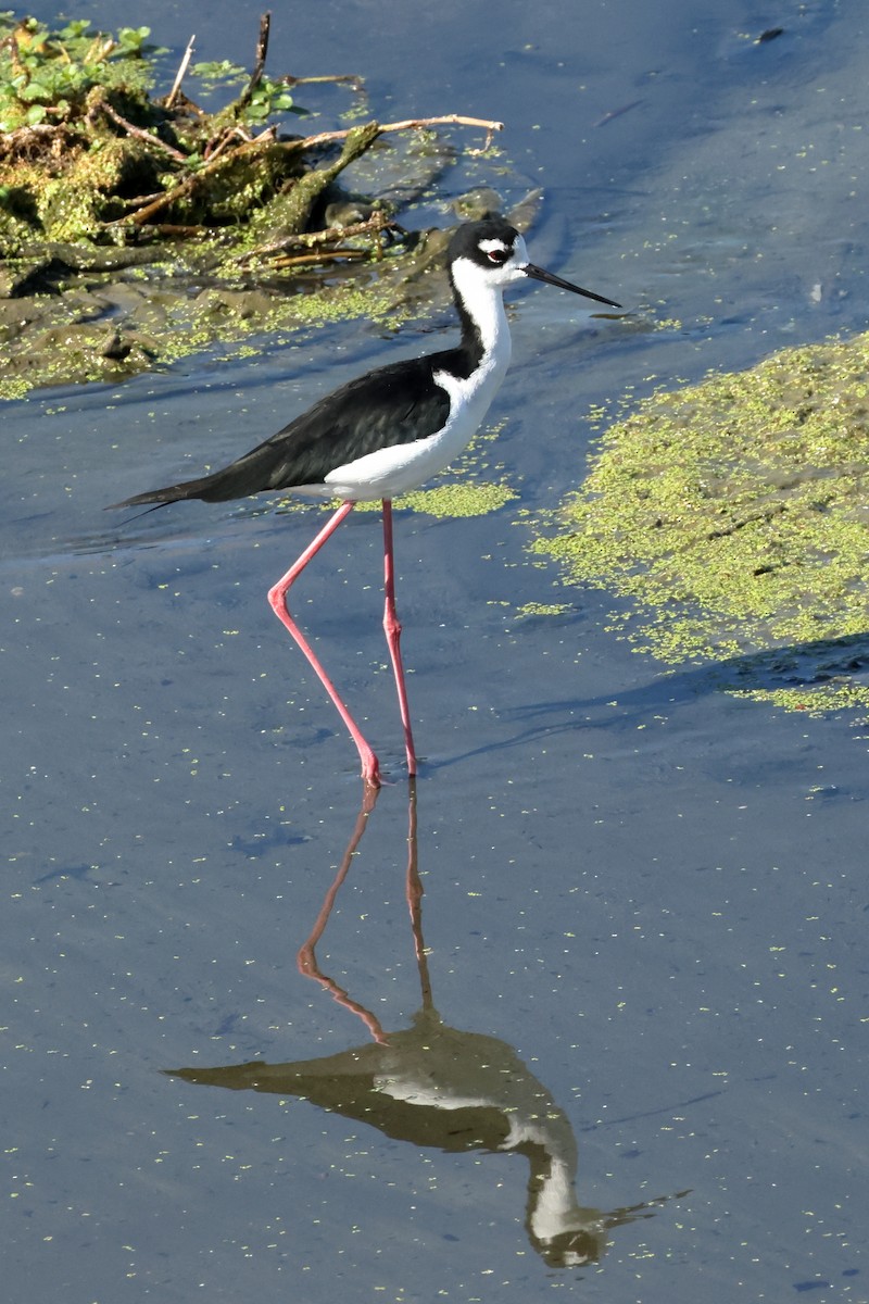 Black-necked Stilt - ML641325359