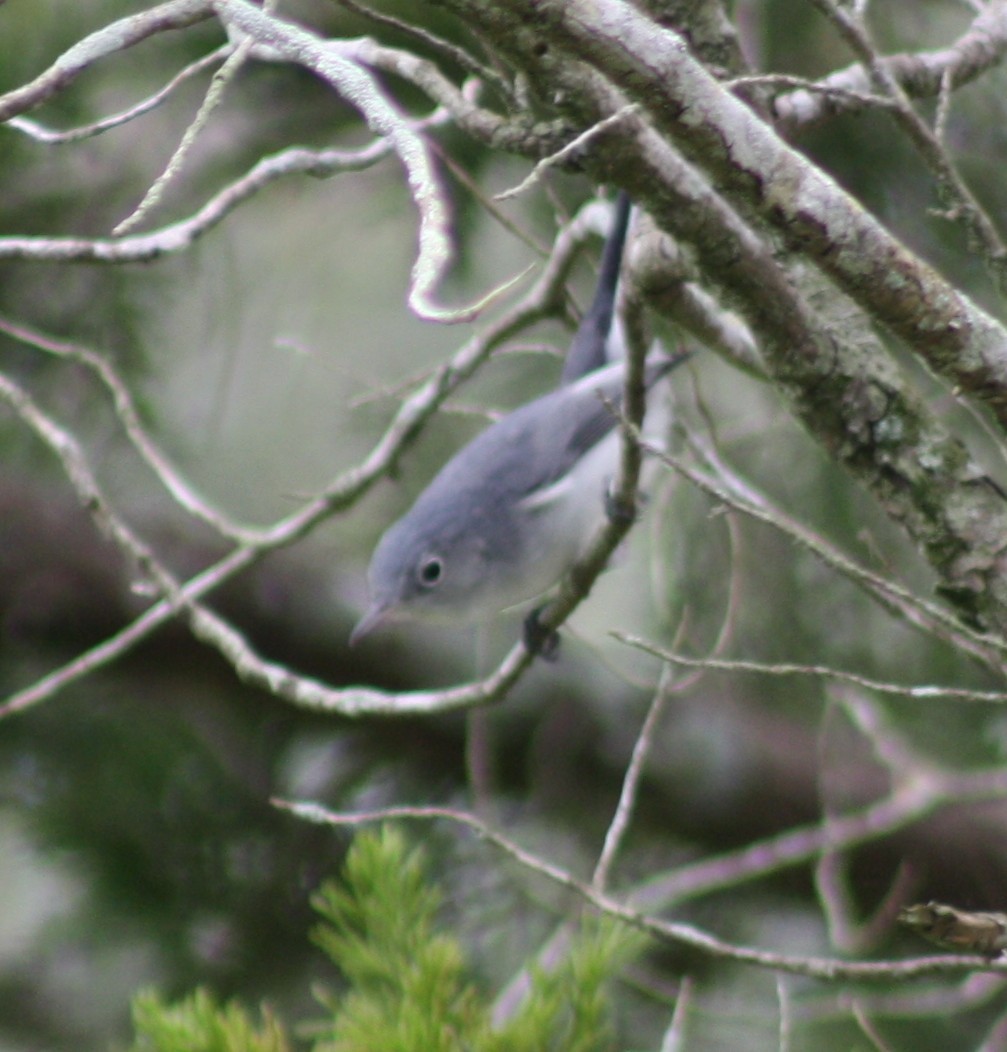 Gobemoucheron gris-bleu - ML641325382
