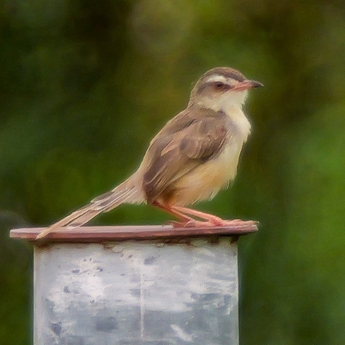 Plain Prinia - ML641325383