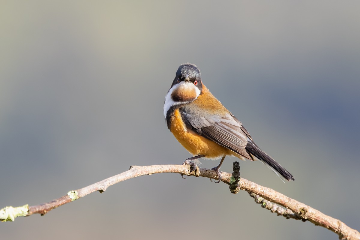 Picoespina Oriental - ML641325401