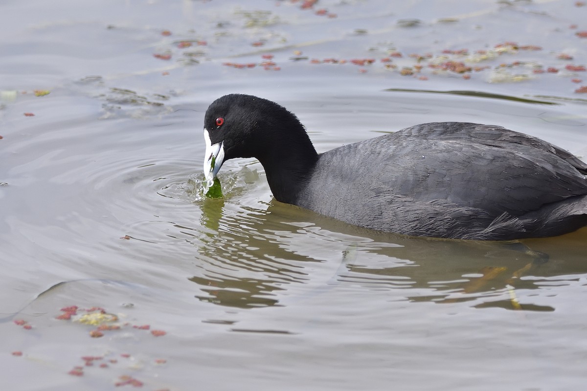 Eurasian Coot - ML641325419