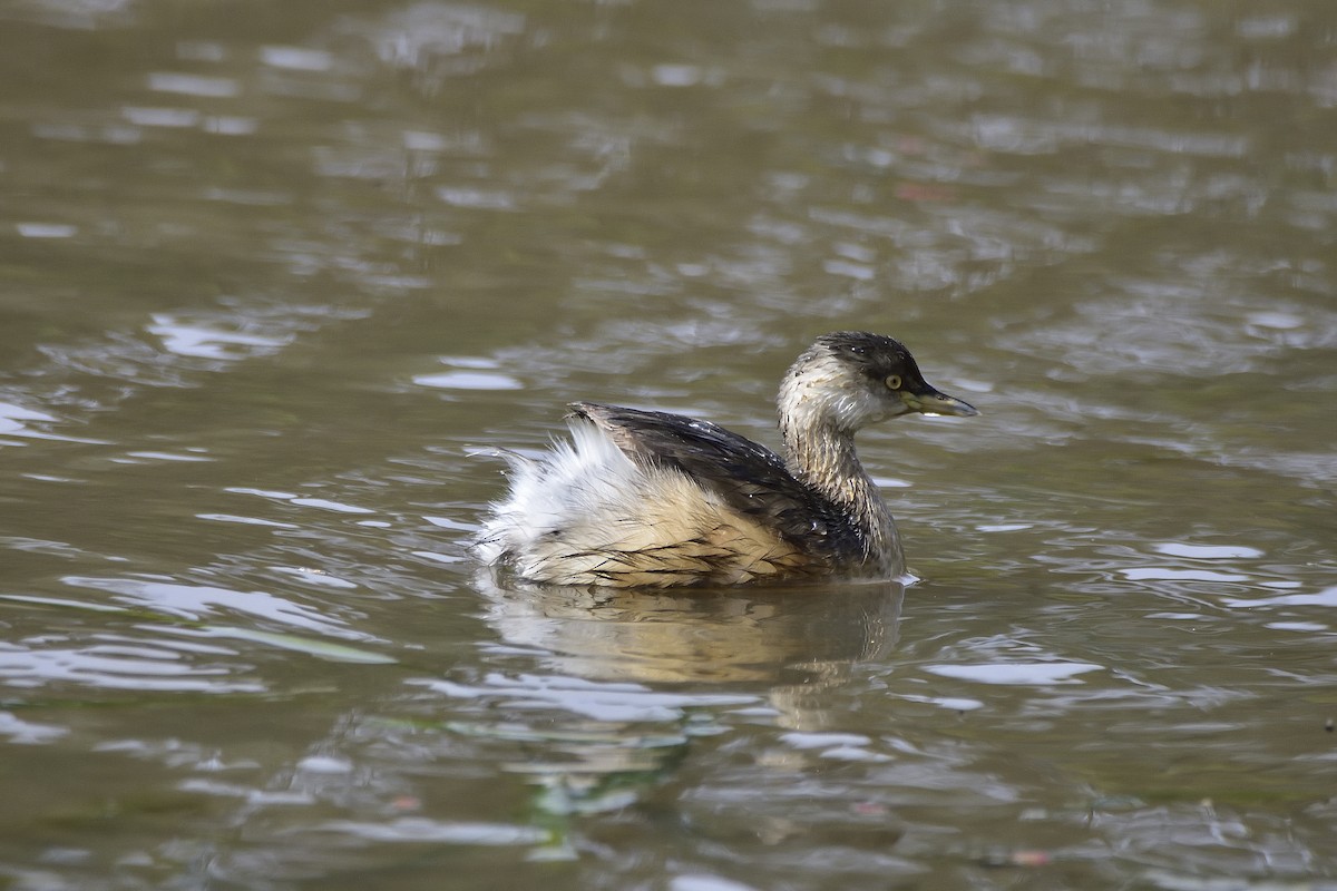 Australasian Grebe - ML641325420
