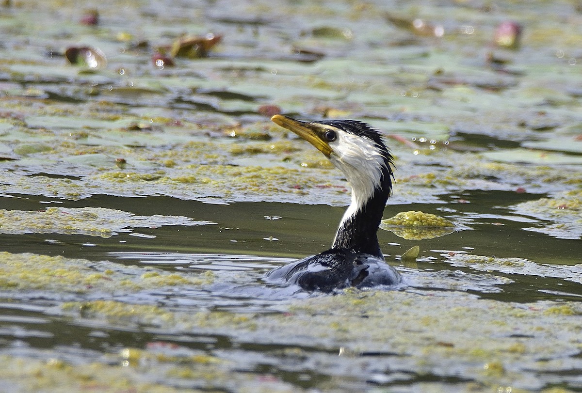 Little Pied Cormorant - ML641325424