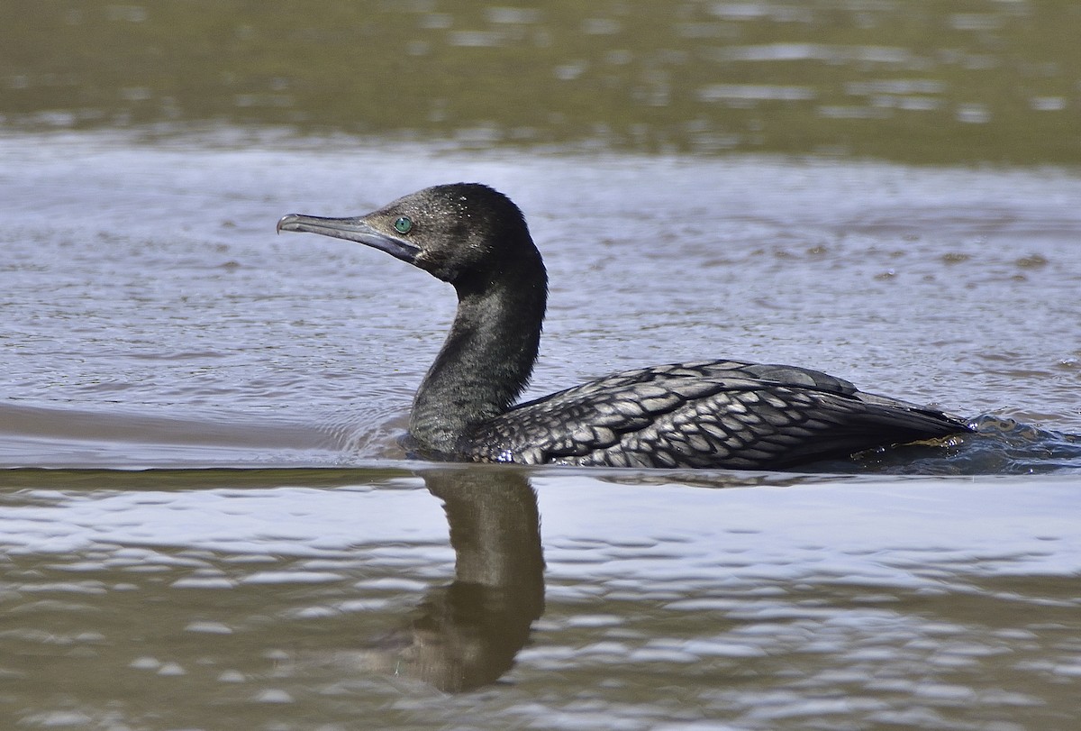 Little Black Cormorant - ML641325427