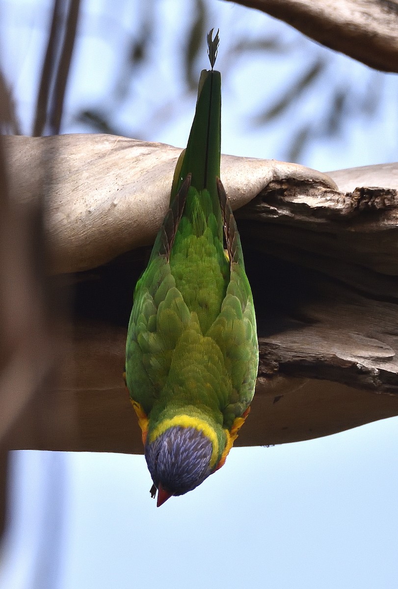 Rainbow Lorikeet - ML641325437