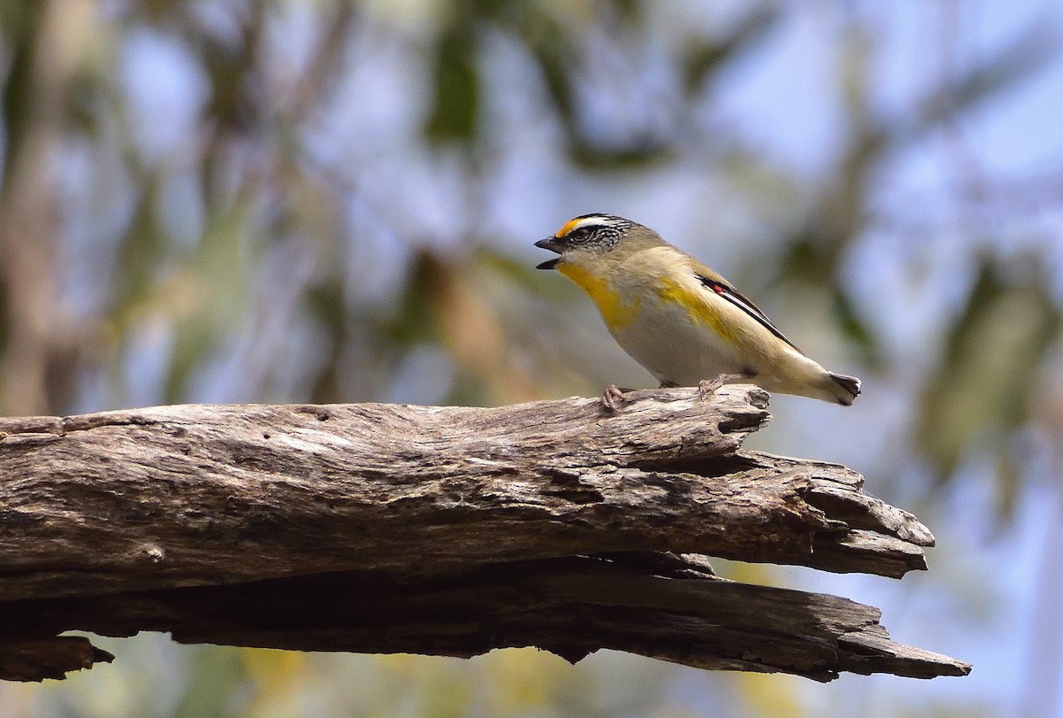 Striated Pardalote (Eastern) - ML641325442