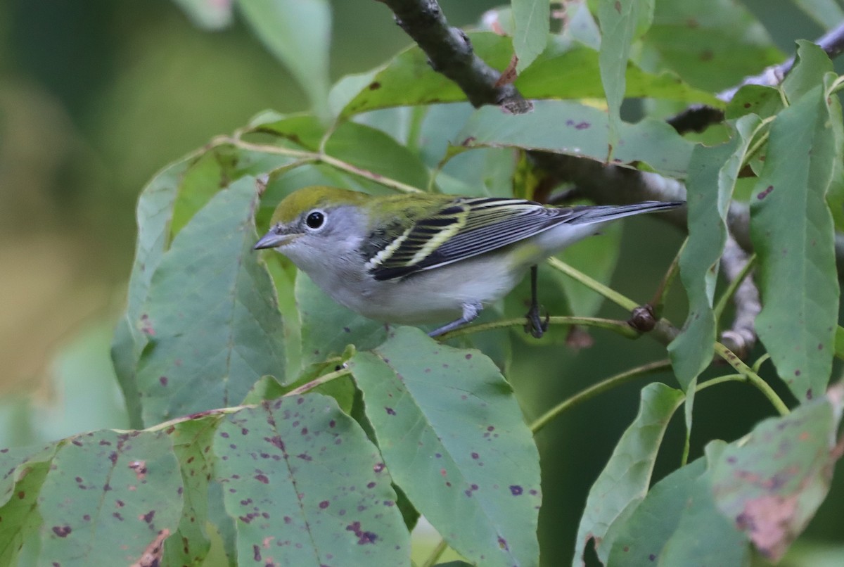 Chestnut-sided Warbler - ML641325453