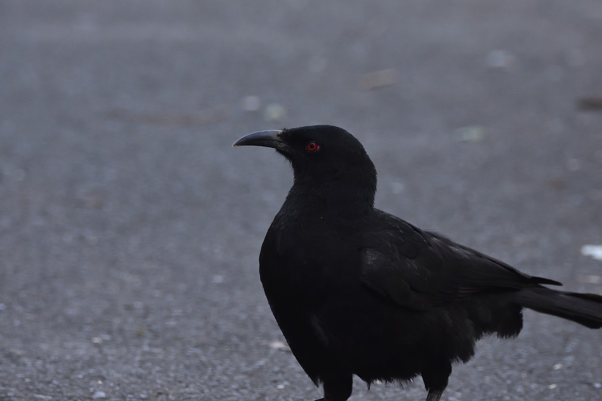 White-winged Chough - ML641325462