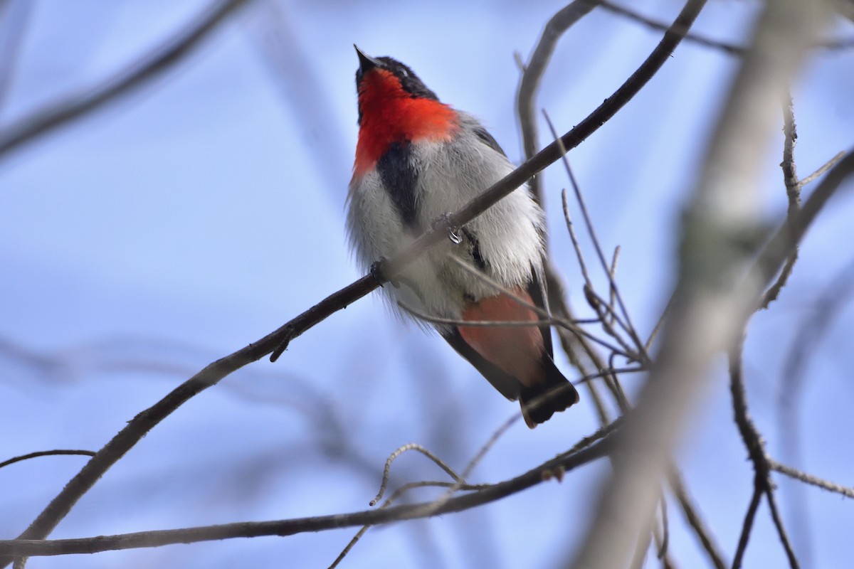 Mistletoebird - ML641325466