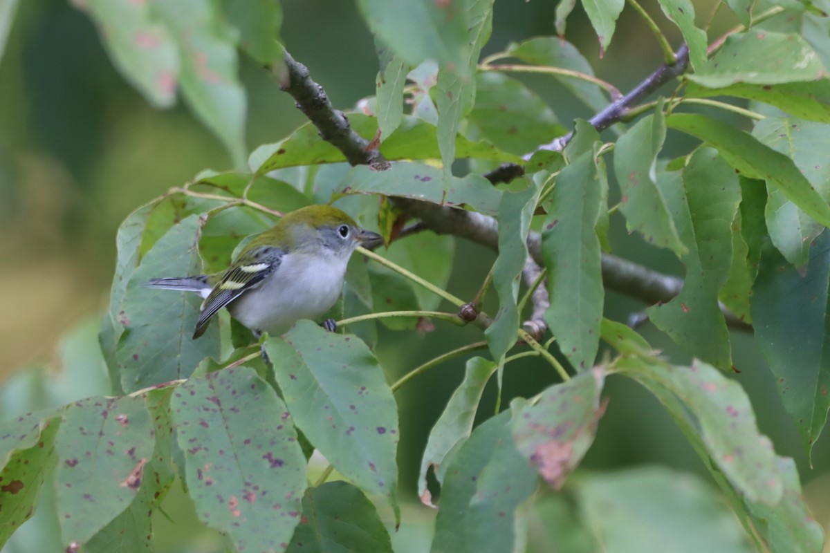 Chestnut-sided Warbler - ML641325470