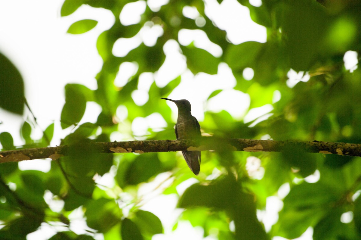 Scaly-breasted Hummingbird - ML641325501
