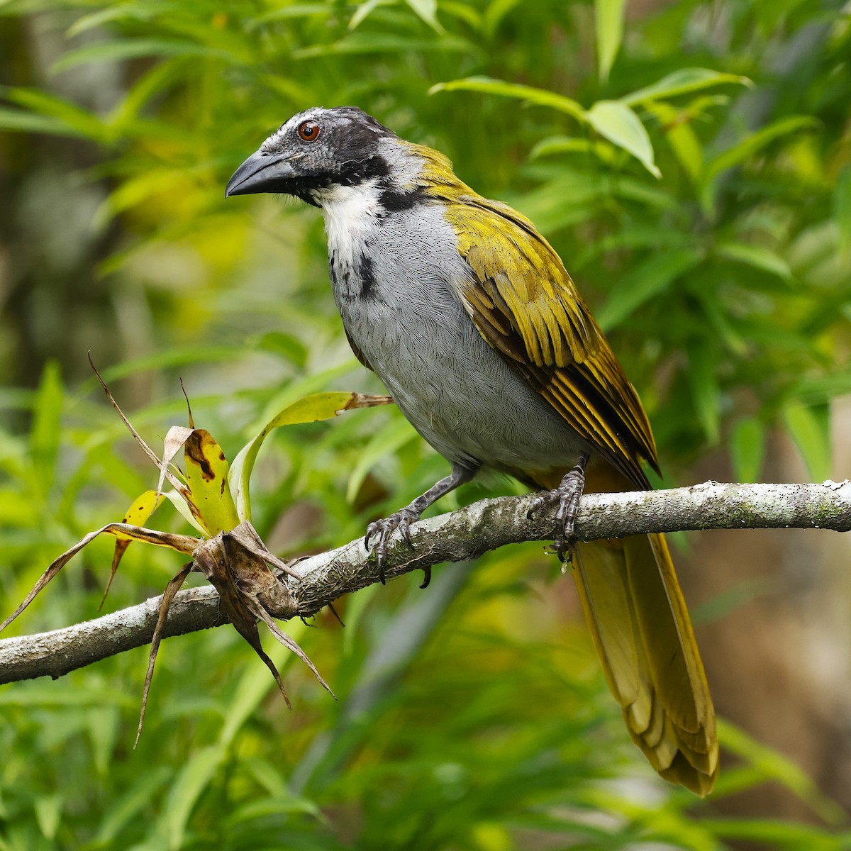 Black-headed Saltator - ML641325535