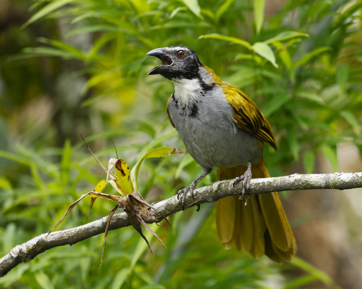 Black-headed Saltator - ML641325536