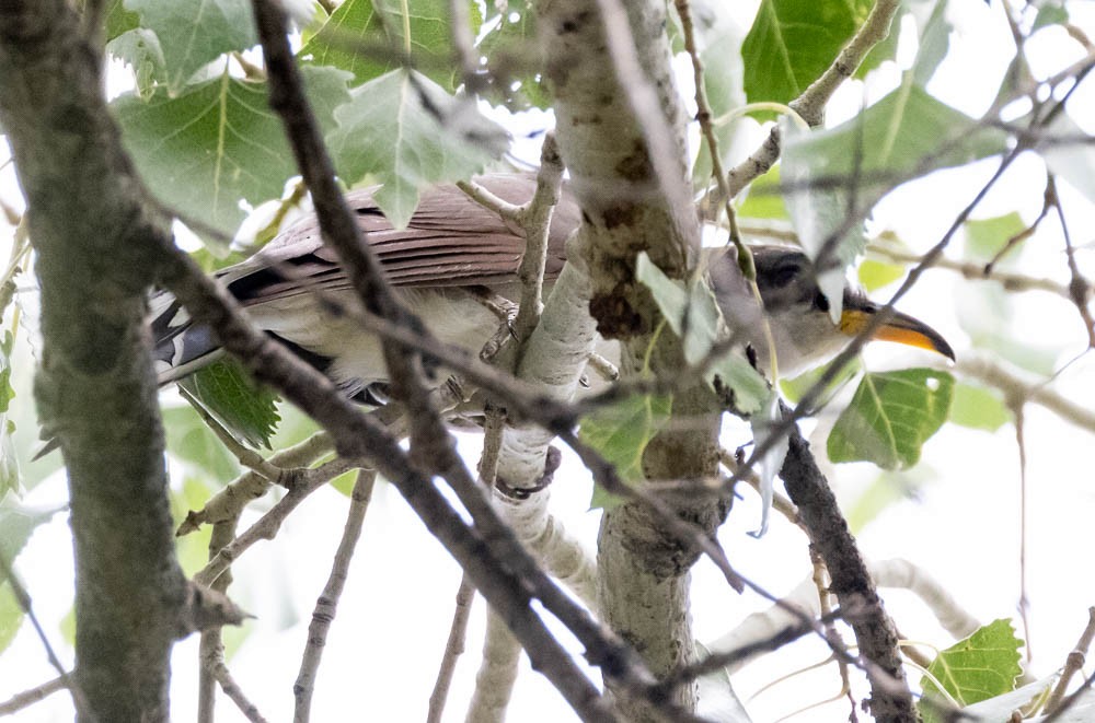 Yellow-billed Cuckoo - ML641325576