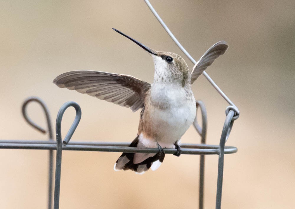 Black-chinned Hummingbird - ML641325581