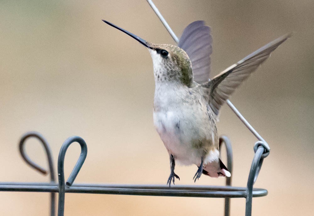 Black-chinned Hummingbird - ML641325582