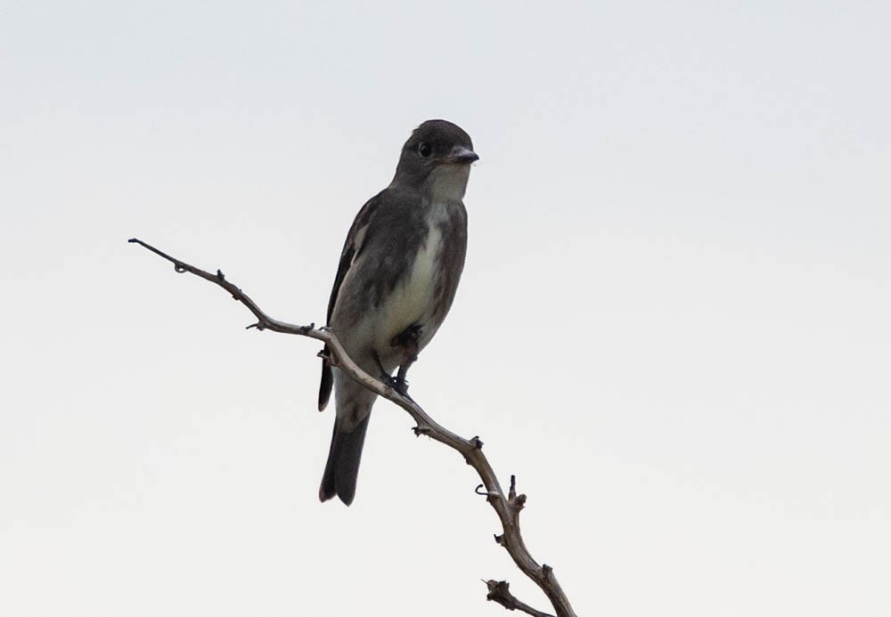 Olive-sided Flycatcher - ML641325587