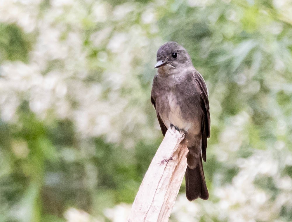Western Wood-Pewee - ML641325602