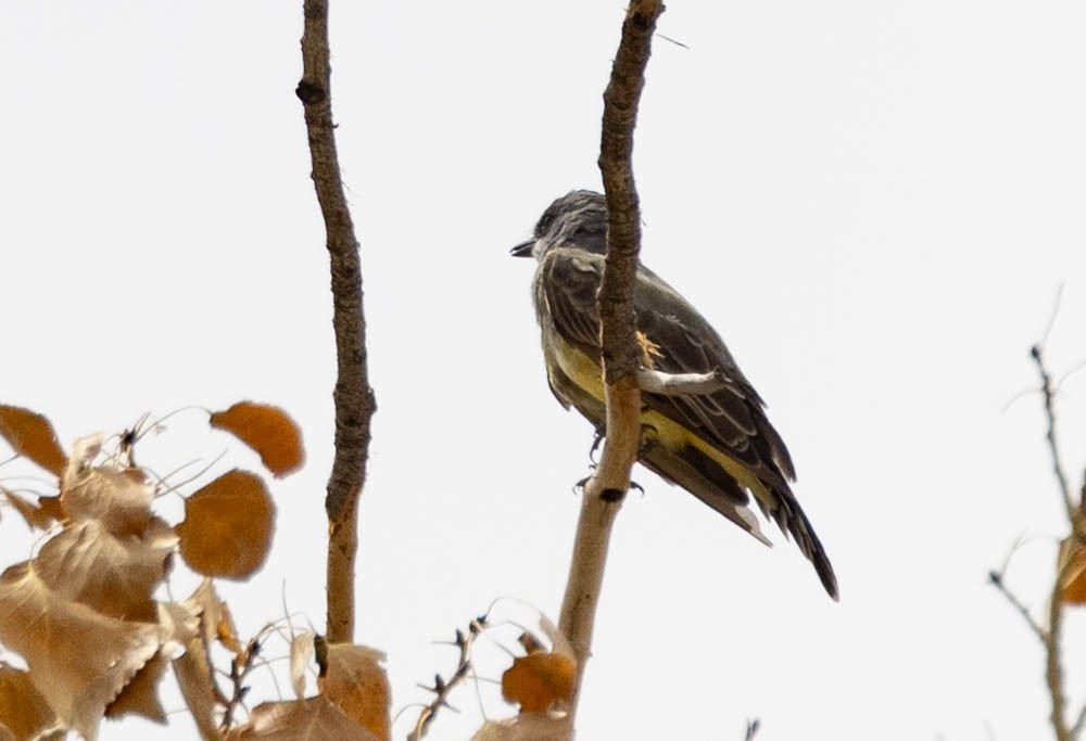 Cassin's Kingbird - ML641325610