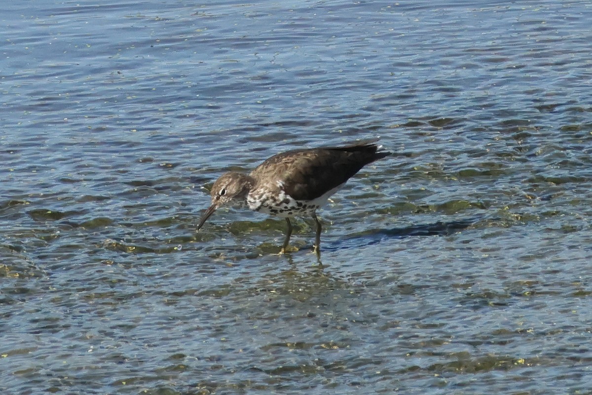 Spotted Sandpiper - ML641325653