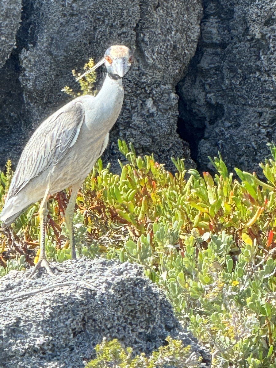 Yellow-crowned Night Heron - ML641325654