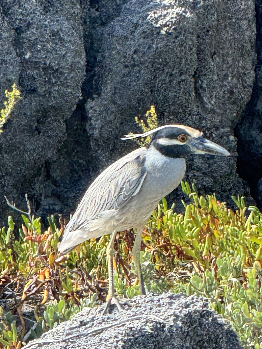 Yellow-crowned Night Heron - ML641325656