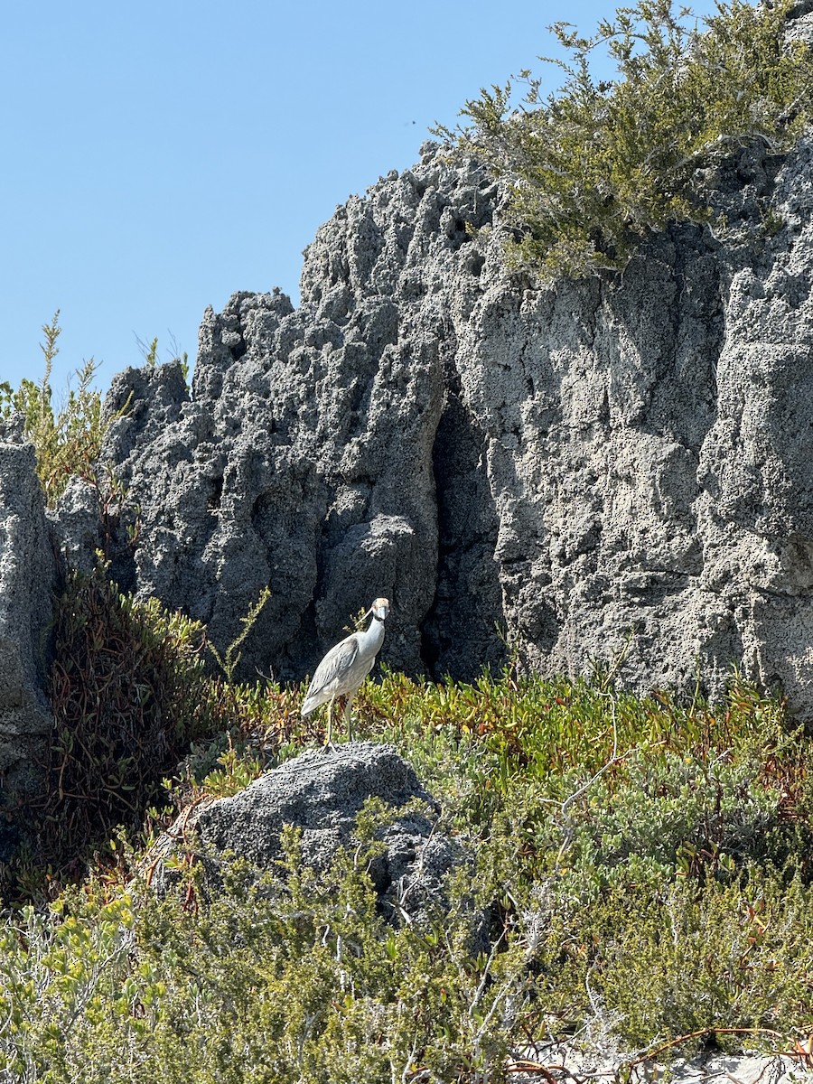 Yellow-crowned Night Heron - ML641325657